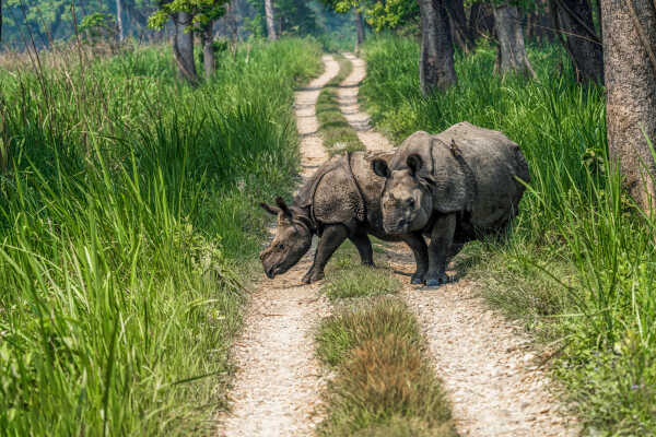 One-Horned Rhinoceros in Nepal