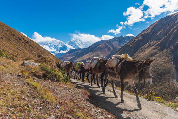 Mule carrying the load on the way to Thorang pass