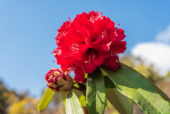 Rhododendron flower known as Laligurans in Nepali is national flower of Nepal