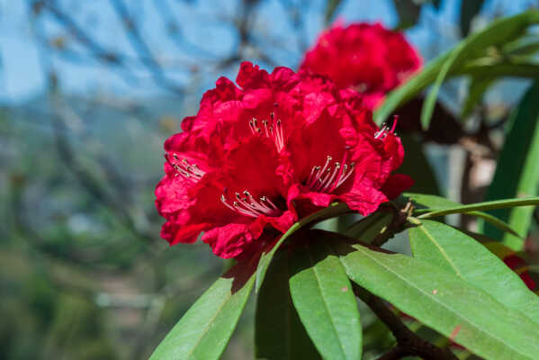 Rhododendron flower