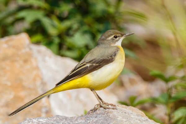 Gray Wagtail