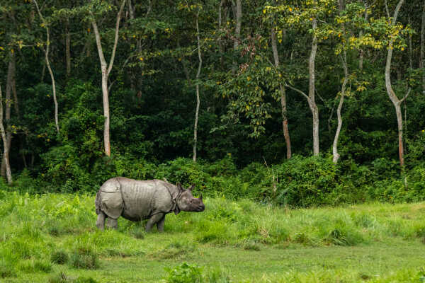 One-Horned Rhinoceros