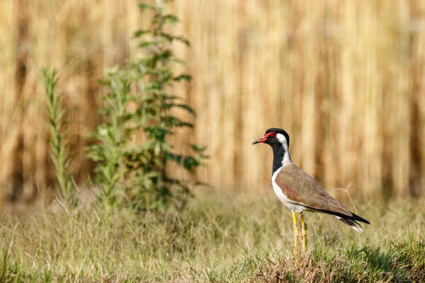 Red Wattled lapwing