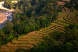 Paddy fields, Syangja