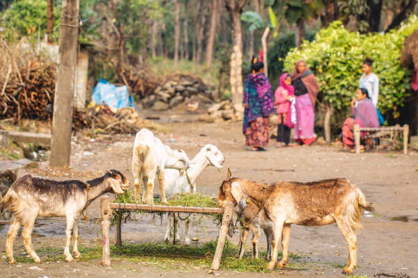 Terai, Jagdishpur