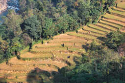 Farming, Syangja