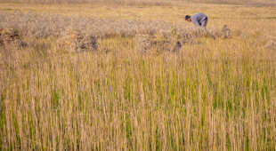 farming, Butwal