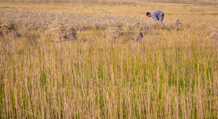 farming, Butwal