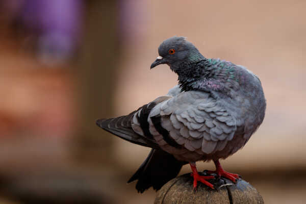 Pigeon