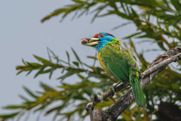 Blue throated barbet