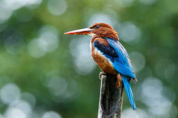 White throated kingfisher