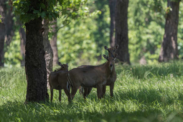 Nilgai also called Blue Bull in forest