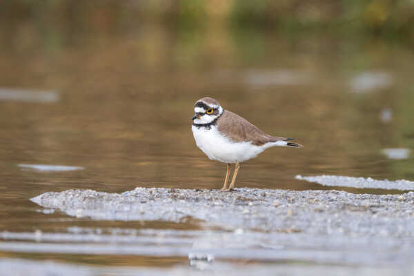 Little Ringed Plover in riverbank