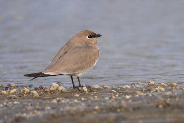 Small Pratincole close-up पानी गौँथली