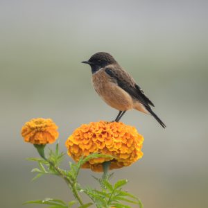 Siberian Stonechat perched on the Sayapatri flower