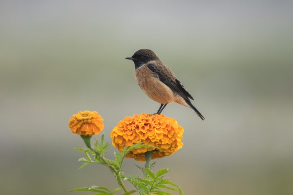 Siberian Stonechat perched on the Sayapatri flower