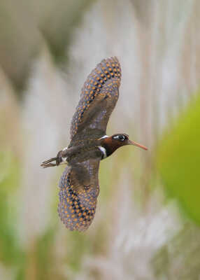 Greater Painted-snipe in flight चित्राङ्गद