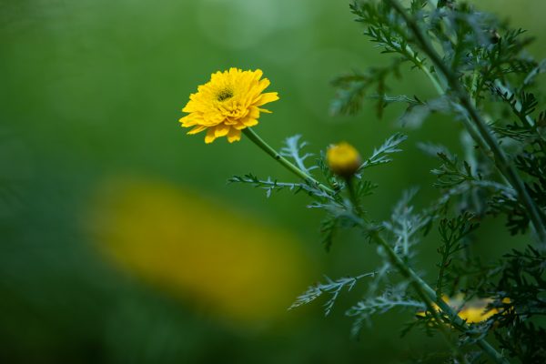 Flowers.