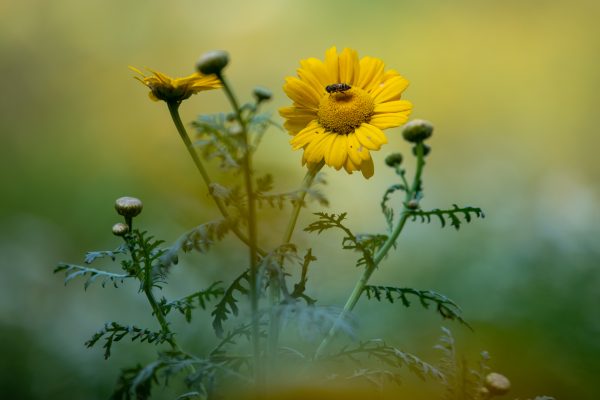 Flowers.