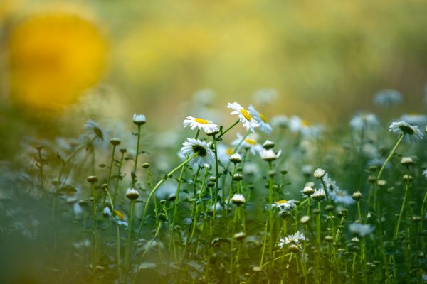 Flowers.