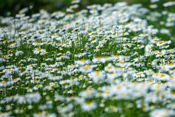 Flowers.