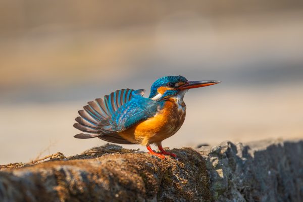 Common Kingfisher सानो माटीकोरे