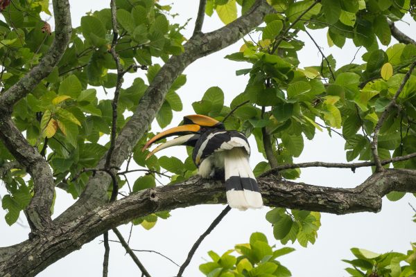 Great Hornbill राजधनेस