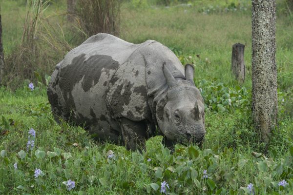 Great One-Horned rhinoceros गैँडा