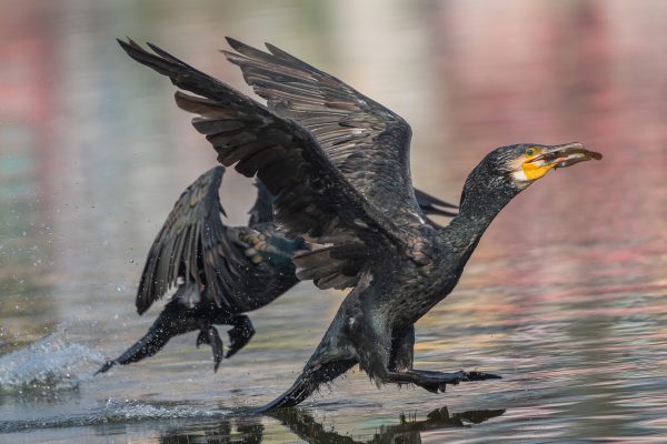 Great Cormorant with catch ठुलो जलेवा