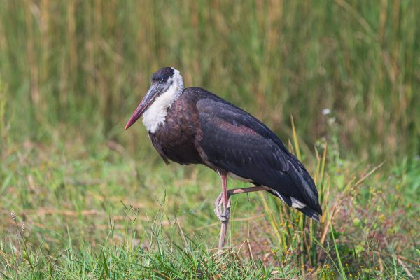 Asian Woolly-necked Stork सेतोकण्ठे गरुड