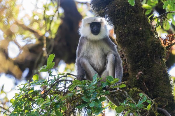 Nepal Gray Langur ढेँडु, फेटावाल बाँदर