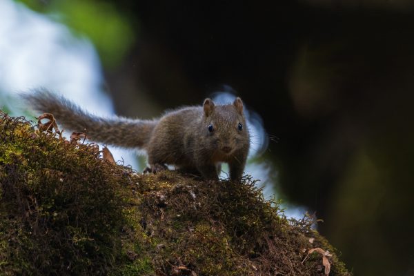 Orange-bellied Himalayan Squirrel पहाडी बनलोखर्के