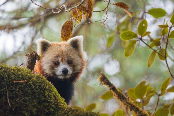 Red Panda also known as Lesser Panda and Red Bear-cat हाब्रे