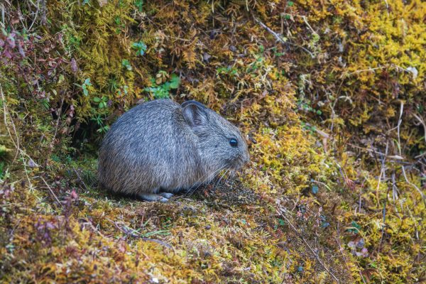 Large-eared Pika लामकाने ठुटेखरायो