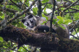 Masked Palm Civet गाजले निरबिरालो