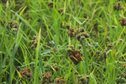 Millets Farm, Tsho Rolpa Lake Trek, Nepal