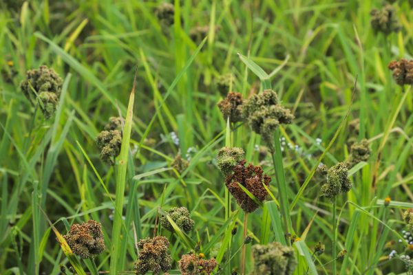 Millets Farm, Tsho Rolpa Lake Trek, Nepal