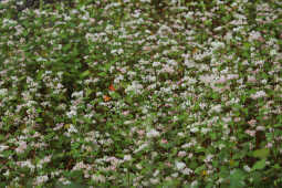 Wild flowers, Tsho Rolpa Lake Trek