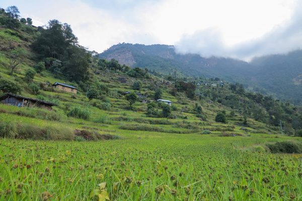 Millets Farm, Tsho Rolpa Lake Trek