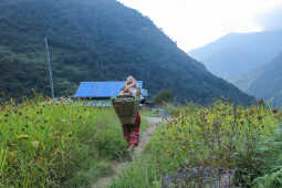 Millets Farm, Tsho Rolpa Lake Trek