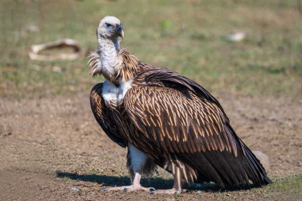 Himalayan Griffon हिमाली गिद्द