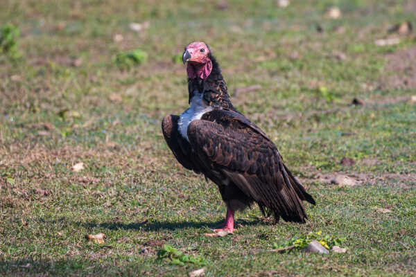 Red-headed Vulture सुन गिद्द