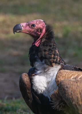 Red-headed Vulture सुन गिद्द