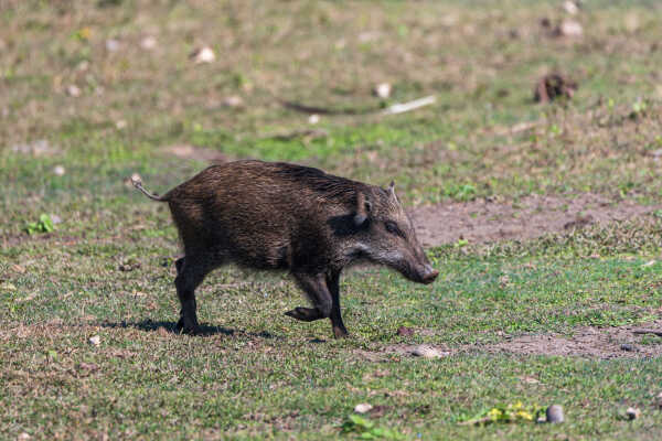 Wild Boar बँदेल