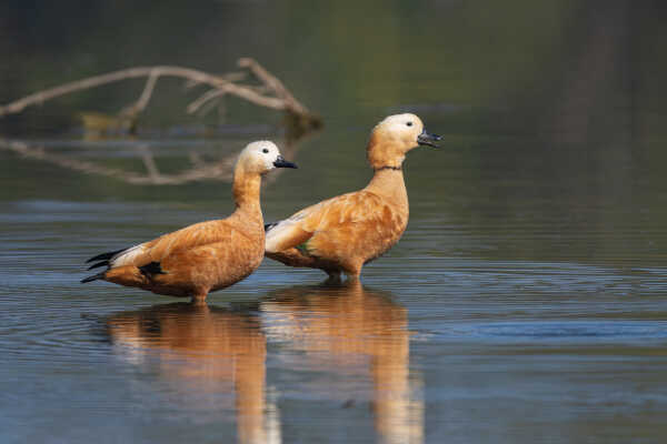 Ruddy Shelduck चखेवा