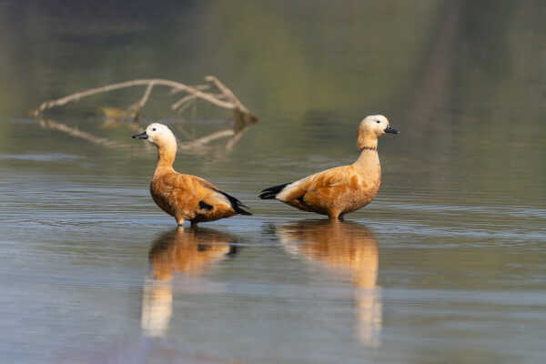 Ruddy Shelduck चखेवाचखेवी