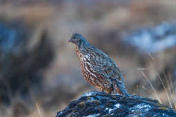 Snow Partridge लरवान