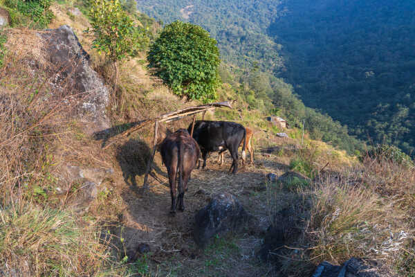 Cattle mobile stooling system on mountain terrace farm