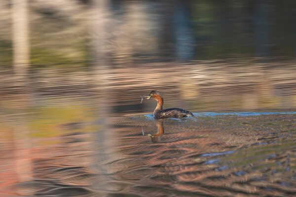 Little Grebe (Tachybaptus ruficollis) डुबुल्कीचरा