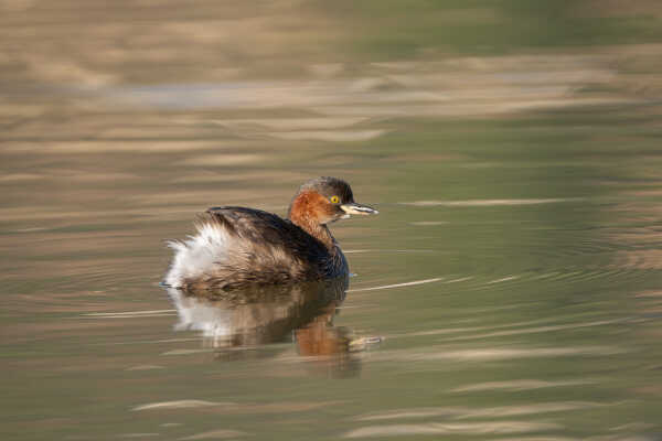 Little Grebe (Tachybaptus ruficollis) डुबुल्कीचरा